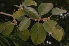 Ficus mollis